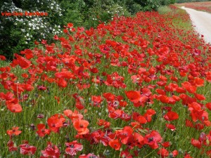 coquelicots 