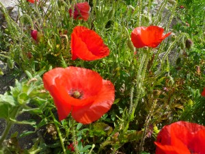 coquelicots