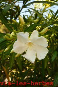 Laurier rose, blanc 