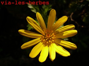 Euryops chrysanthemoides