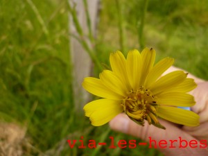 Salsifi des pres, tragopogon pratensis liguliflore