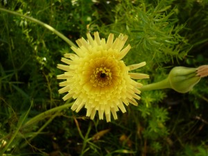 Urosperme de Dalechamps Urospermum dalechampii