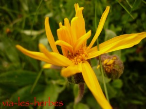 Arnica montana