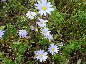 asters