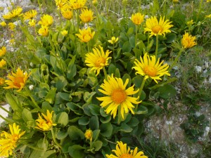 doronic, Doronicum grandiflorum, Asteracees 