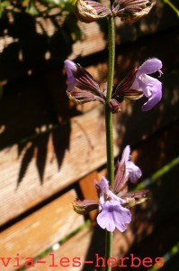 fleurs de sauge officinale