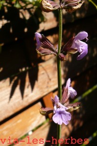 fleurs de sauge officinale