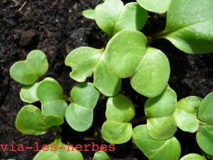 jeunes pousses de radis, 2 cotyledons