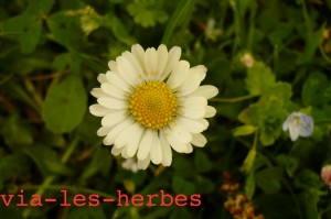 paquerette ++