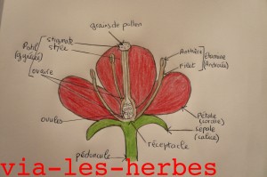 schema d'une fleur