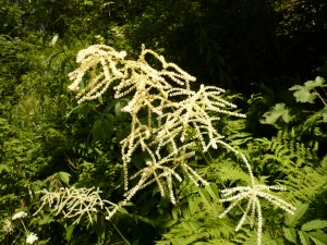 spiree sylvestre, Barbe-de -Bouc Aruncus dioicus Rosacees 2