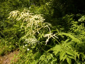 spiree sylvestre, Barbe-de -Bouc Aruncus dioicus Rosacees