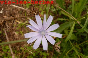 fleur chicoree 1