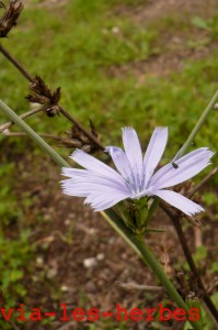 fleur chicoree