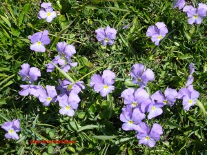 pensee du Mont Cenis Viola cenisia Violacees 5