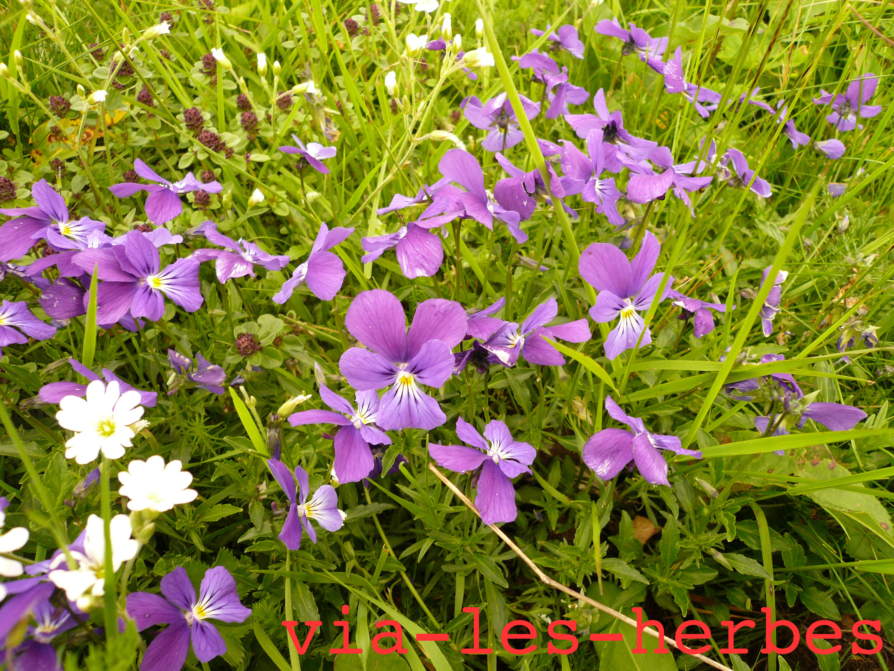 La pensée sauvage et ses bienfaits pour la peau | Via-les-herbes