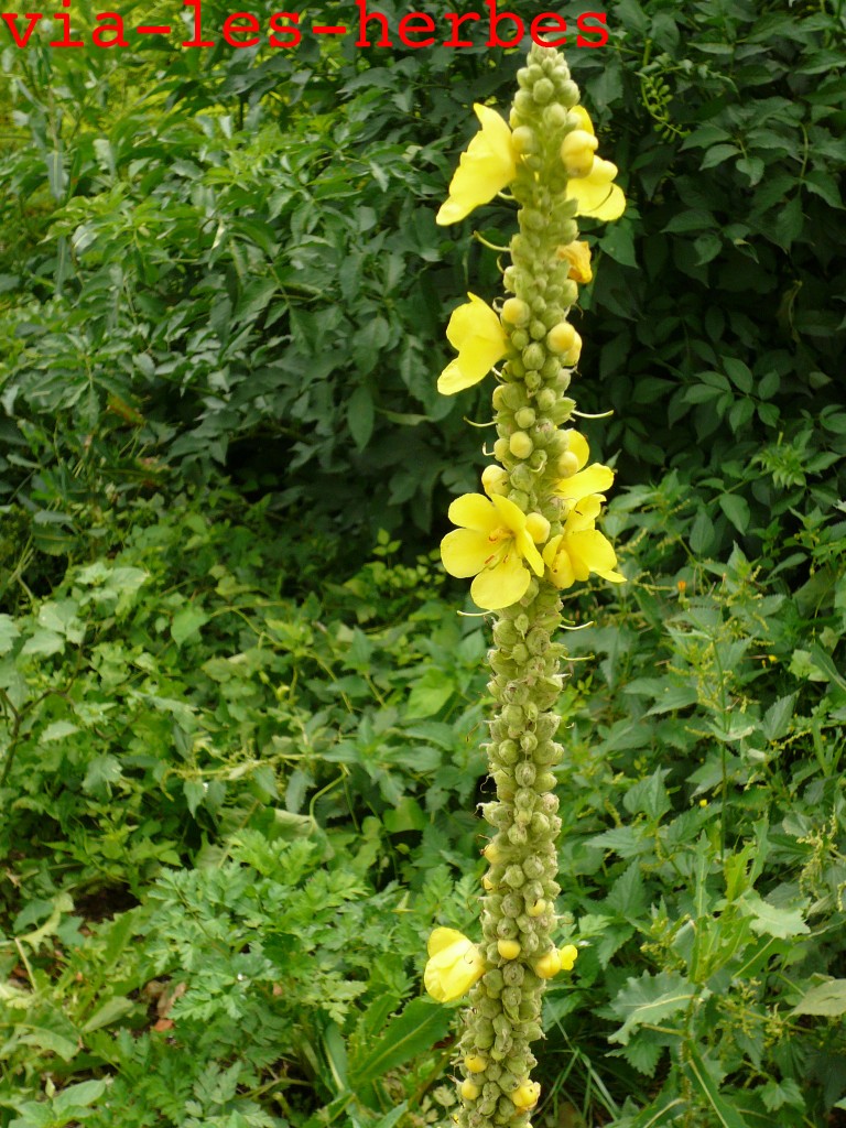 Le bouillonblanc antiinflammatoire Vialesherbes