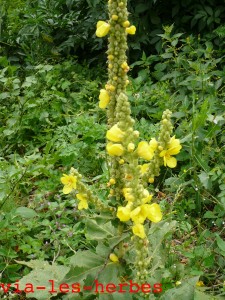 faux bouillon blanc, Verbascum densiflorum
