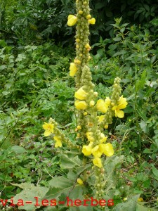 faux bouillon blanc, Verbascum densiflorum