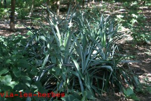 plants d'ananas