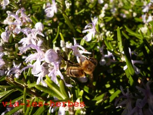 Romarin et abeille