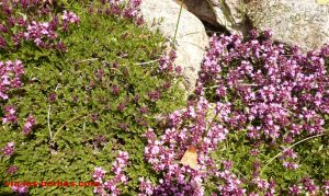 Thym fibreux Thymus nervosus Lamiacees. 2