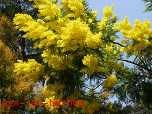 acacia dealbata