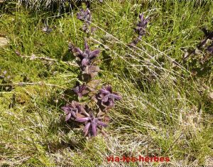 bugle Ajuga reptans Lamiacees 2