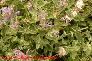 cathaire herbes aux chat