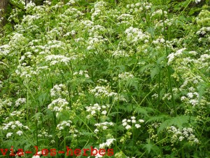 cerfeuil penche, Chaerophyllum temulum Apiacees