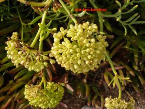 criste marine, Crithmum maritimum