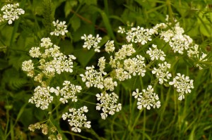 fleur de cigue