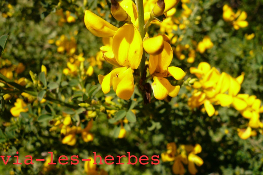 Les plantes de la famille des Fabacées Vialesherbes — free download