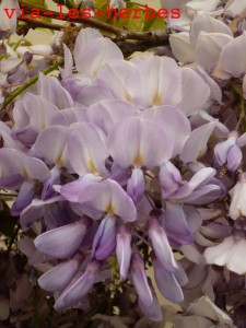 glycine