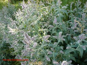 menthe a longue feuilles