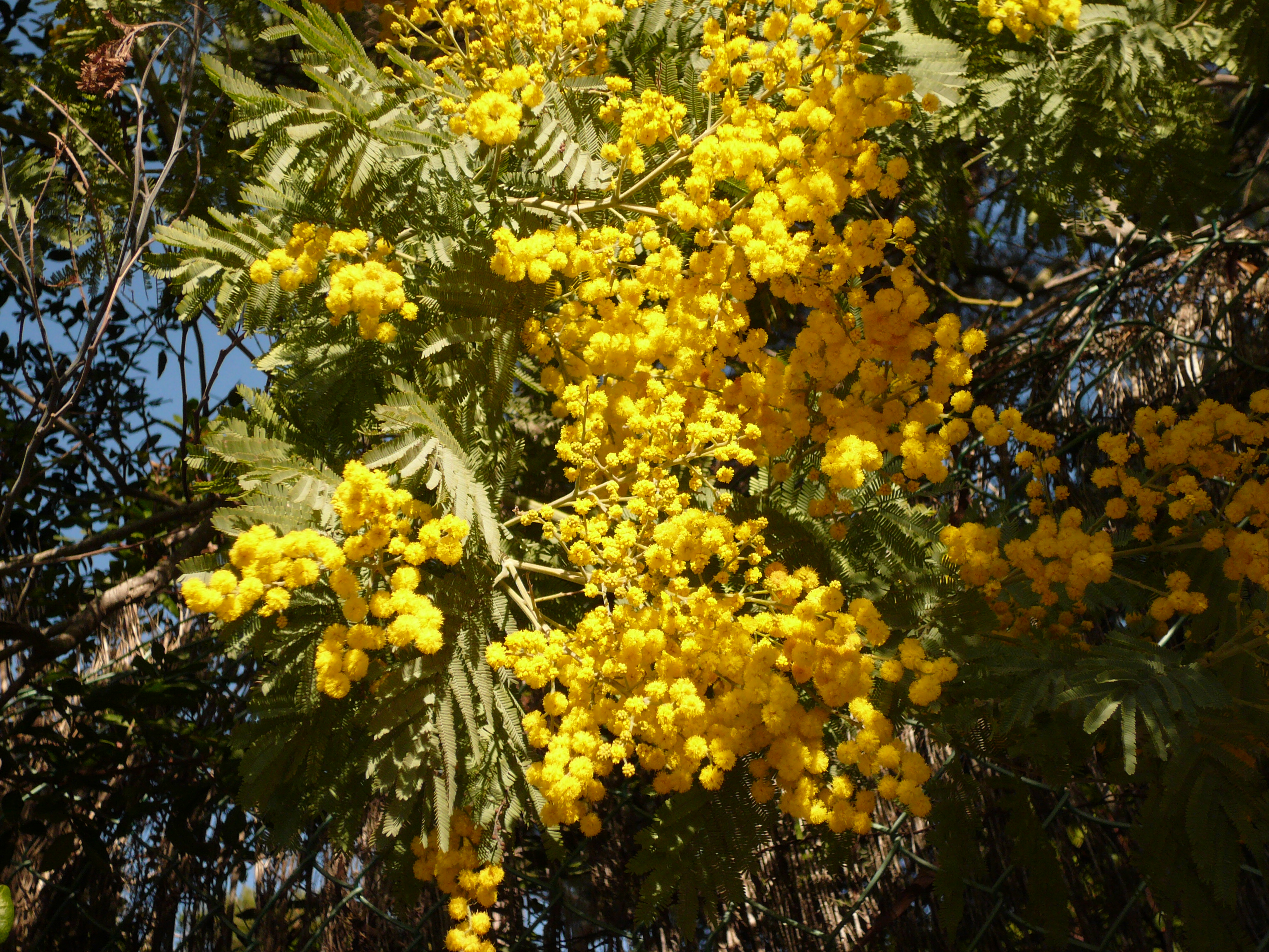 Les plantes de la famille des Fabacées Vialesherbes — free download