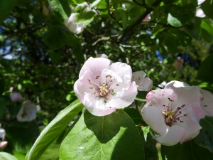 Fleurs de cognassier