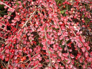 cotoneaster