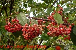 cotoneaster