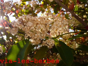 Photinia fleurs