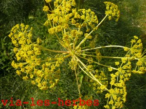 fleurs de ferule