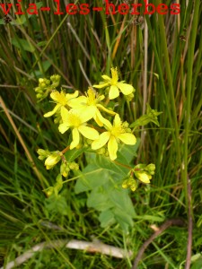 Millepertuis perfolie, hypericum perfoliatum