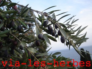 arbre olivier 