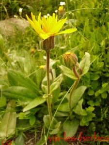 Arnica montana Haute Loire