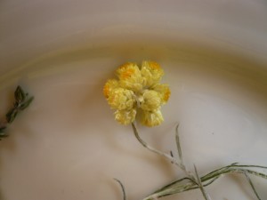 fleur d'helichryse