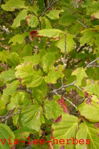 hamamelis de virginie