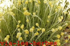 helichrysum stoechas
