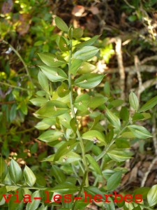 petit houx Ruscus aculeatus