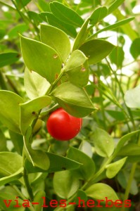 Petit houx Ruscus aculeatus