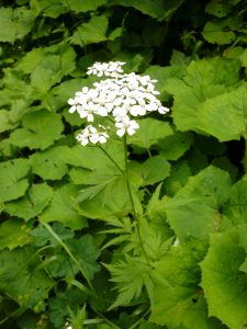 Achillee a grandes feuilles Achillea macrophylla Asteracees